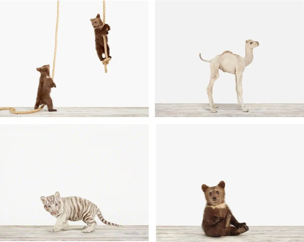 Sharon Montrose's Animal Prints on Display