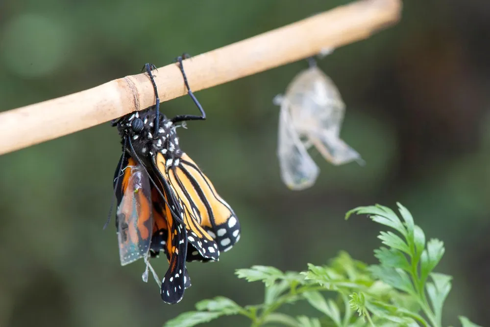 Some Photos: Insects