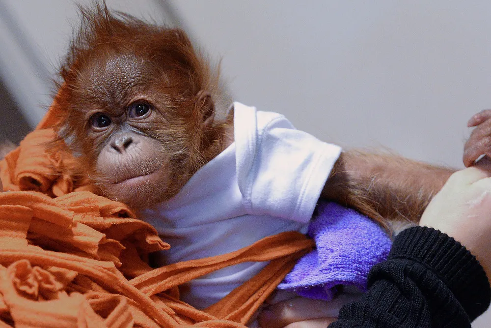 The Week in Pictures: Animals, December 5 – December 13, 2014