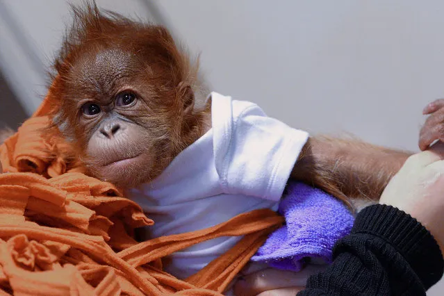 Three-month old orangutan baby Bulu Mata (literally: huge eyelashes) is prepared to travel to his new home, the Monkey World of Dorset, United Kingdom, by his Hungarian nurse Bernedett Marschalko at the Zoo and Botanic Garden in Budapest on December 8, 2014. The small monkey was orphaned when he was born. (Photo by Attila Kisbenedek/AFP Photo)