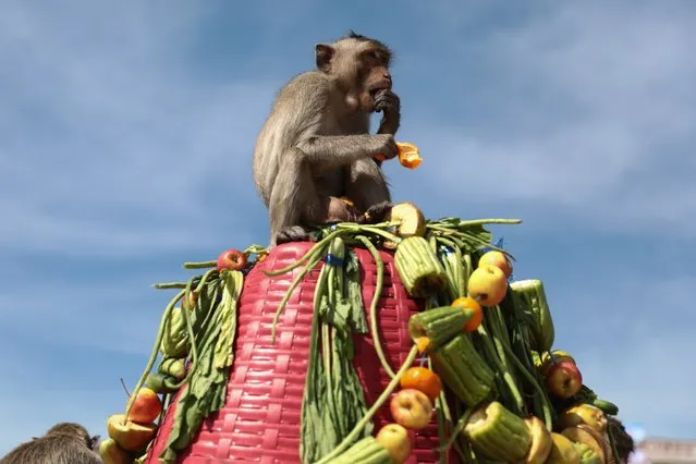 A monkey eats vegetables in front of the Prang Sam Yod temple during the annual Monkey Buffet Festival in Lopburi province, north of Bangkok on November 29, 2020. (Photo by Jack Taylor/AFP Photo)