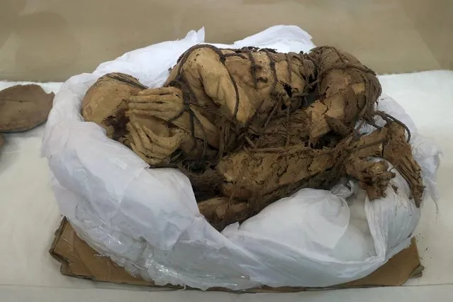A pre-Incan mummy unearthed at the Cajamarquilla archaeological site and believed to be between 800 and 1,200 years old is exhibited at the Universidad Nacional Mayor de San Marcos, in Lima, Peru on February 22, 2022. (Photo by Sebastian Castaneda/Reuters)
