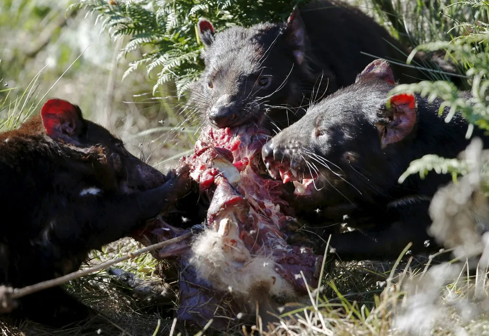 Tasmanian Devils Come Home