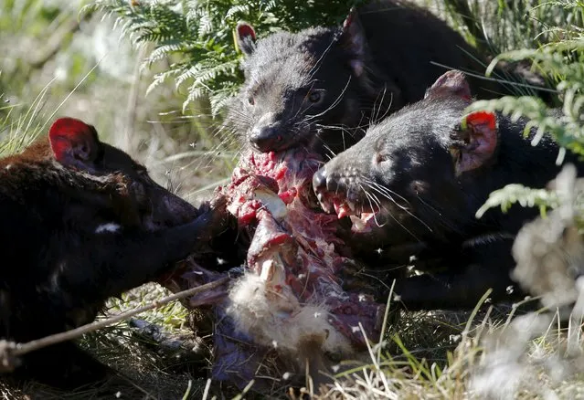 Tasmanian Devils fight over a piece of kangaroo meat during feeding time at the Devil Ark sanctuary in Barrington Tops on Australia's mainland, November 17, 2015. (Photo by Jason Reed/Reuters)