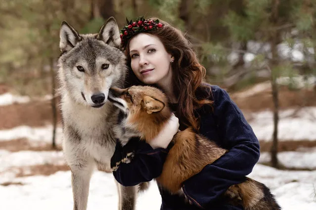 These brave models show no fear as they pose with bears, tigers and wolves in scenes straight from the pages of a fairy tale. The snaps show the models cuddling up to the deadly animals and even taking naps with the often unpredictable creatures. In true storybook style, the images were taken deep in a forest just outside Moscow and were shot by photographer, Olga Barantseva. The bear, Stepan, is a 700-pound grizzly bear adopted by a Russian couple when he was just 3 months old. He is so tame that he watches television with his adoptive parents and often poses for Barantseva during photo shoots. Here: “Ira with a wolf and a fox”. (Photo by Olga Barantseva/Caters News Agency)