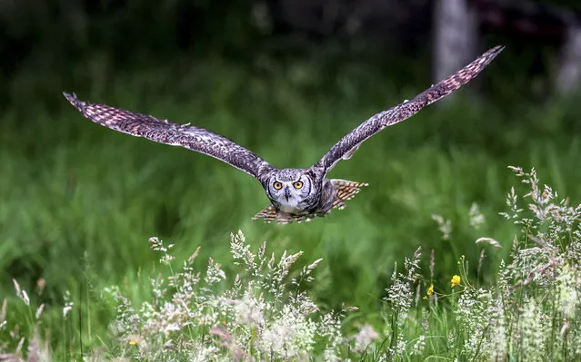 A owl flies over the meadow after a night of hunting for food in Kent, United Kingdom on April 29, 2023. (Photo by Stuart Brock/Anadolu Agency via Getty Images)