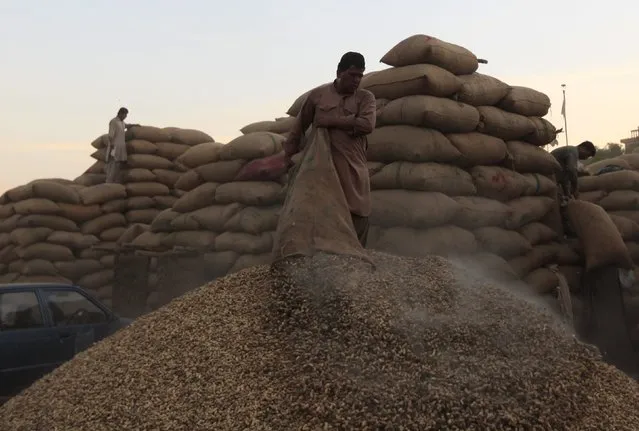 A laborer unloads sacks of peanuts to dry before delivering them to a wholesale market in Faisalabad, Pakistan November 18, 2015. (Photo by Fayyaz Hussain/Reuters)