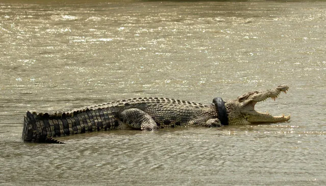 A crocodile with a used motorcycle tyre around its neck is seen in a river in Palu, Central Sulawesi province, Indonesia November 2, 2016. The crocodile has had a used motorcycle tyre around its neck since September 2016, rescue efforts of the crocodile have not been made because of lack of equipment and experts. (Photo by Mohamad Hamzah/Reuters/Antara Foto)