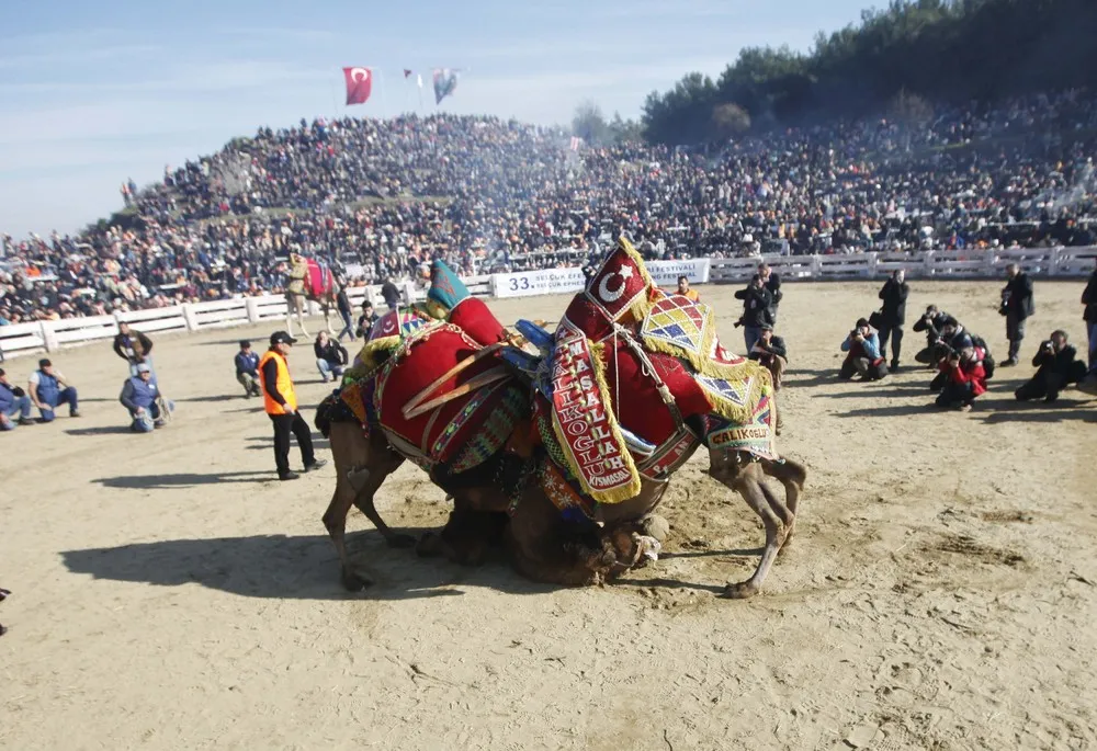 The Selcuk-Efes Camel Wrestling Festival In Turkey