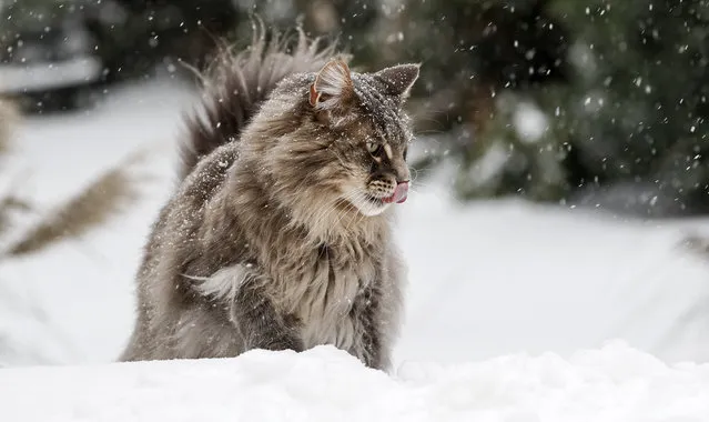 Maine Coon cat Loui explores the heavy snowfall at a garden in Gelsenkirchen, Germany, Sunday, February 7, 2021. Snow falls extremely seldom in the industrial Ruhr area. (Photo by Martin Meissner/AP Photo)