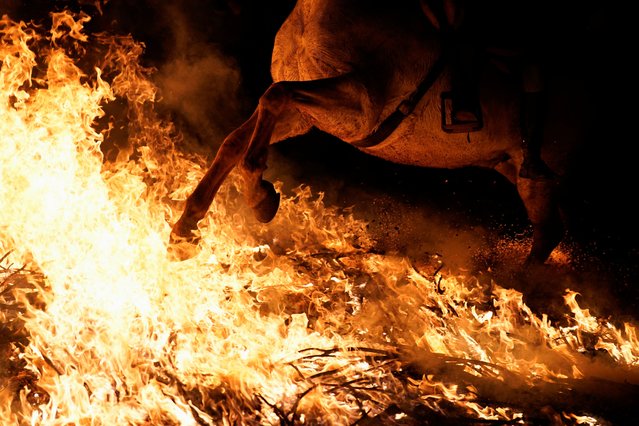 A horseman rides through a bonfire during the annual “Luminarias” celebration on the eve of Saint Anthony's day, Spain's patron saint of animals, in the village of San Bartolome de Pinares, Avila, Spain, on January 16, 2025. (Photo by Ana Beltran/Reuters)
