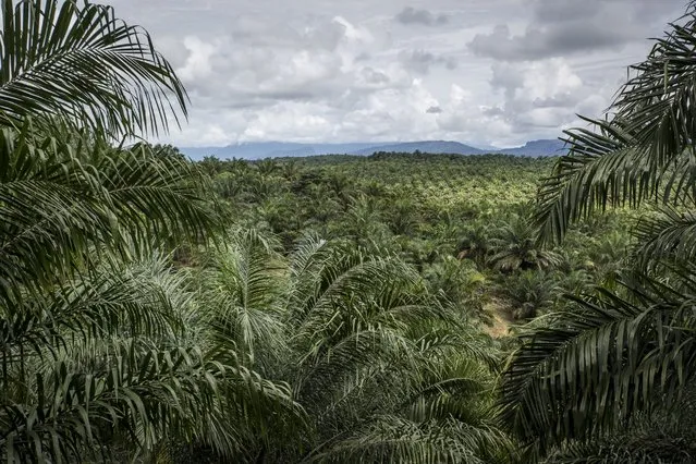 A view of palm oil plantation on November 13, 2016 in Trumon subdistrict, South Aceh, Aceh province, Indonesia. (Photo by Ulet Ifansasti/Getty Images)