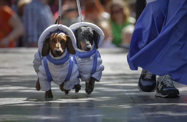 A woman walks alongside dachshunds dressed as astronauts during a dachshund parade in St. Petersburg, Russia, Saturday, May 30, 2015. (Photo by Dmitry Lovetsky/AP Photo)