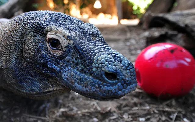 Raja, a 12 year-old Komodo Dragon, inspects a “boomer ball” filled with his favourite foods, during a photocall at the London Zoo on August 8, 2013. Komodo dragons are the biggest and heaviest lizards on Earth and will eat almost anything they find, including already dead animals, deer, water buffalo, pigs, and even smaller Komodo dragons. Wild Komodo dragons are found only on Indonesia's Lesser Sunda Islands. (Photo by Carl Court/AFP Photo)