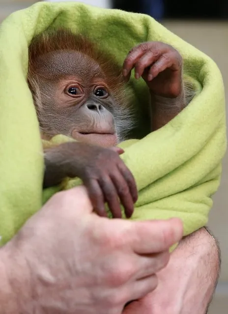 Three week old female orangutan baby Rieke is pictured during a presentation to the media at the Zoo in Berlin February 6, 2015. (Photo by Fabrizio Bensch/Reuters)