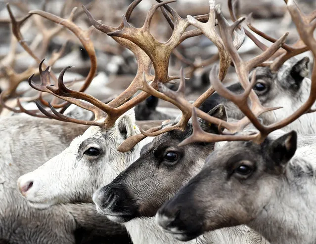 Deer in a corral before anthrax vaccination performed by the regional state veterinary service in the village of Lovozero in Murmansk Region, Russia on March 24, 2021. (Photo by Lev Fedoseyev/TASS)