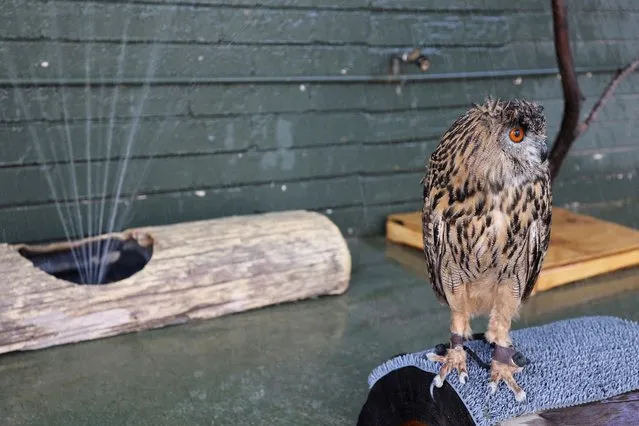 Archie, the Eurasian eagle-owl, stands near a sprinkler at the Phoenix Zoo, as Arizona, U.S. battles through a relentless heat wave, with temperatures soaring above 110 degrees Fahrenheit, 43C, for 22 consecutive days, July 21, 2023. (Photo by Liliana Salgado/Reuters)