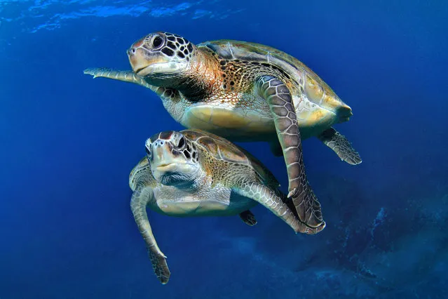 Synchronized Swimming Turtles