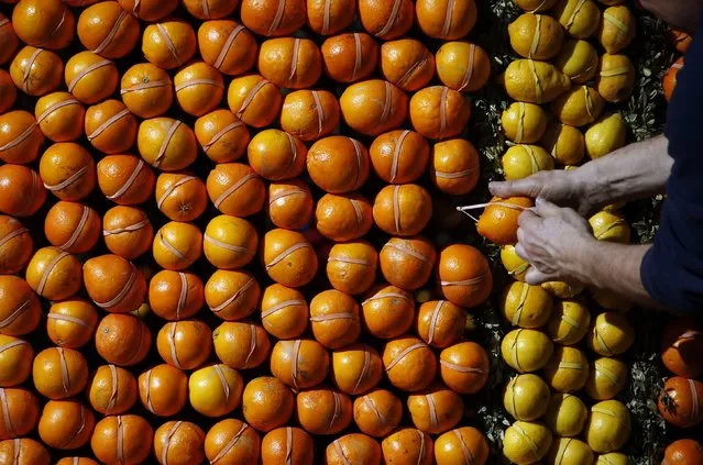 A worker puts the final touches to a pattern made with lemons and oranges during the preparations of the 82th Lemon festival in Menton February 12, 2015. (Photo by Eric Gaillard/Reuters)