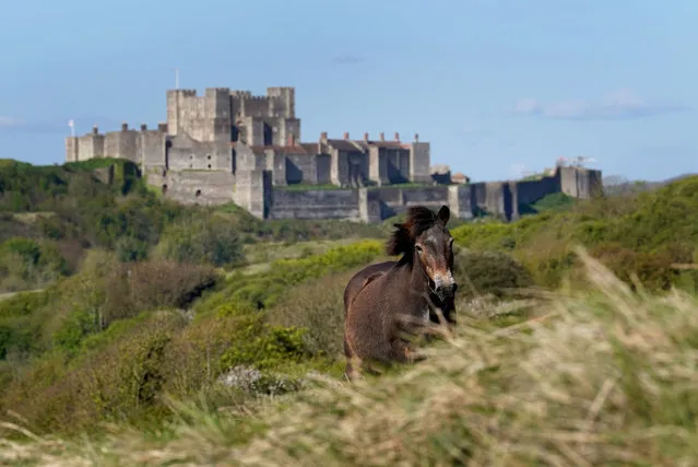 An Exmoor Pony grazes in the morning sunshine near Dover Castle in Kent on Tuesday, April 26, 2022. (Photo by Gareth Fuller/PA Wire)