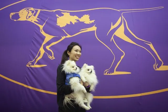 Wendy Lu poses with her Pomeranian dogs Duke (L) and Daisy during a Meet the Breeds event at the 139th Westminster Kennel Clubs Annual Dog Show in the Manhattan borough of New York February 14, 2015. (Photo by Carlo Allegri/Reuters)