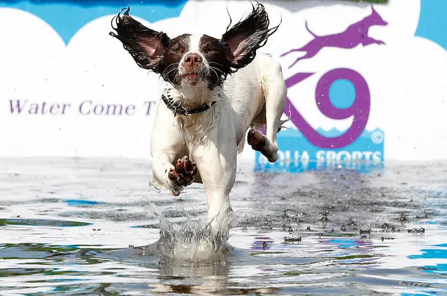 A dog jumps into a swimming pool to retrieve a ball during the Chatsworth House Country Fair near Edensor, Britain, August 31, 2018. (Photo by Darren Staples/Reuters)