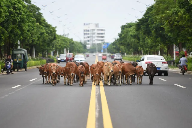 Villagers on an electric bike herd their cattle along a road in the town of Boao in Qionghai, Hainan province, China on August 11, 2018. (Photo by Reuters/China Stringer Network)