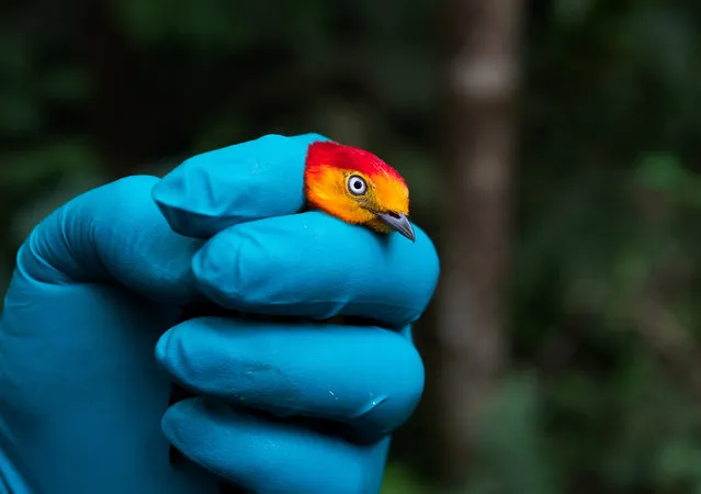 Jorge Luis Mendoza Silva, 31, a biologist, field instructor, and wildlife researcher with Field Projects International, holds a bird captured in a mist nest, at the Los Amigos Biological Station, in Los Amigos, in the Madre de Dios region, Peru on May 24, 2023. (Photo by Alessandro Cinque/Reuters)
