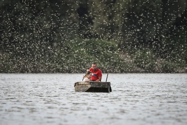 Tourists ride a boat among mayflies (Palingenia longicauda) on the Tisa river near the town of Kanjiza in Serbia, on June 16, 2022. Large numbers of Palingenia longicauda larvae hatch and mature during a week in mid June. This natural phenomenon is known as the “Tisa blooming” attracts tourists. (Photo by Nenad Mihajlovic/AFP Photo)