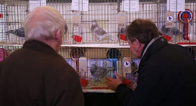Visitors view pigeons on show during the British Homing World show of the year at Blackpool's Winter Gardens in Blackpool, north west England on January 17, 2016. Homing pigeon fanciers from across Europe gathered to find the Supreme Show Champion with judges casting their eyes over hundreds of birds on show. The Royal Pigeon Racing Association organises the event and has Queen Elizabeth II, who keeps pigeons at Sandringham, as its patron. (Photo by Andrew Yates/Reuters)