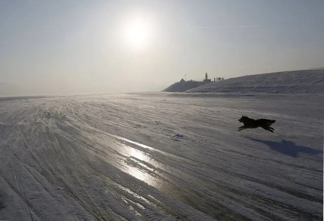 A dog runs on the frozen surface of the Yenisei River in Taiga area, with the air temperature at about minus 28 degrees Celsius (minus 18.4 degrees Fahrenheit), outside Krasnoyarsk, Siberia, Russia, January 28, 2016. (Photo by Ilya Naymushin/Reuters)