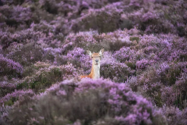 A deer in heather near Chatsworth house, a stately home in the Derbyshire Dales, UK on Thursday, August 24, 2023 morning. (Photo by Villager Jim/South West News Service)