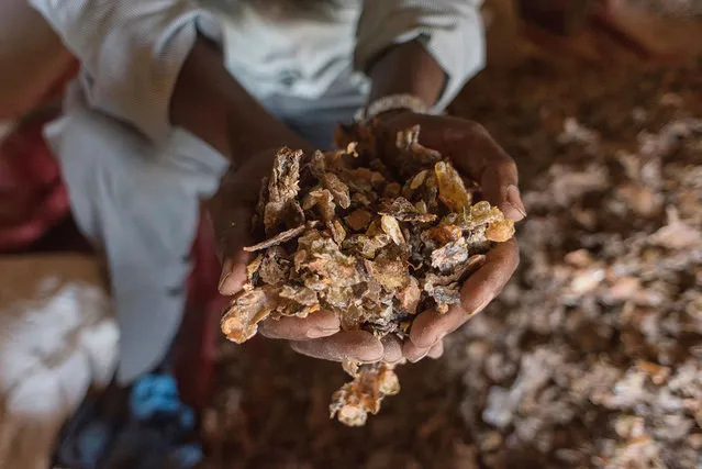 A frankincense trader holds a handful of raw gum near Gudmo, Somaliland, a breakaway region of Somalia on August 2, 2016. In a tradition dating to Biblical times, men rise at dawn in the rugged Cal Madow mountains of Somaliland in the Horn of Africa to scale rocky outcrops in search of the prized sap of wild frankincense trees. Bracing against high winds, Musse Ismail Hassan climbs with his feet wrapped in cloth to protect against the sticky resin. With a metal scraper, he chips off bark and the tree’s white sap bleeds into the salty air. “My father and grandfather were both doing this job”, said Hassan, who like all around here is Muslim. “We heard that it was with Jesus”. When dried and burned, the sap produces a fragrant smoke which perfumes churches and mosques around the world. Frankincense, along with gold and myrrh, was brought by the Three Kings as gifts in the Gospel account of the birth of Jesus. But now these last intact wild frankincense forests on Earth are under threat as prices have shot up in recent years with the global appetite for essential oils. Overharvesting has led to the trees dying off faster than they can replenish, putting the ancient resin trade at risk. (Photo by Jason Patinkin/AP Photo)