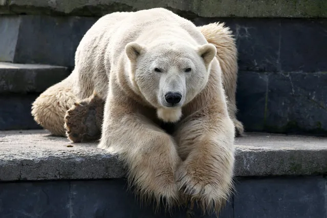 A picture made available on 29 March 2015 shows polar bear Lars at the Rostock Zoo in Rostock, Germany, 26 March 2015. The father of famed polar bear Knut and the latest polar bear cub in Rostock will embark on a journey on 01 April 2015. Lars will help produce more polar bear cubs in Aalborg, Denmark. (Photo by Bernd Wuestneck/EPA)