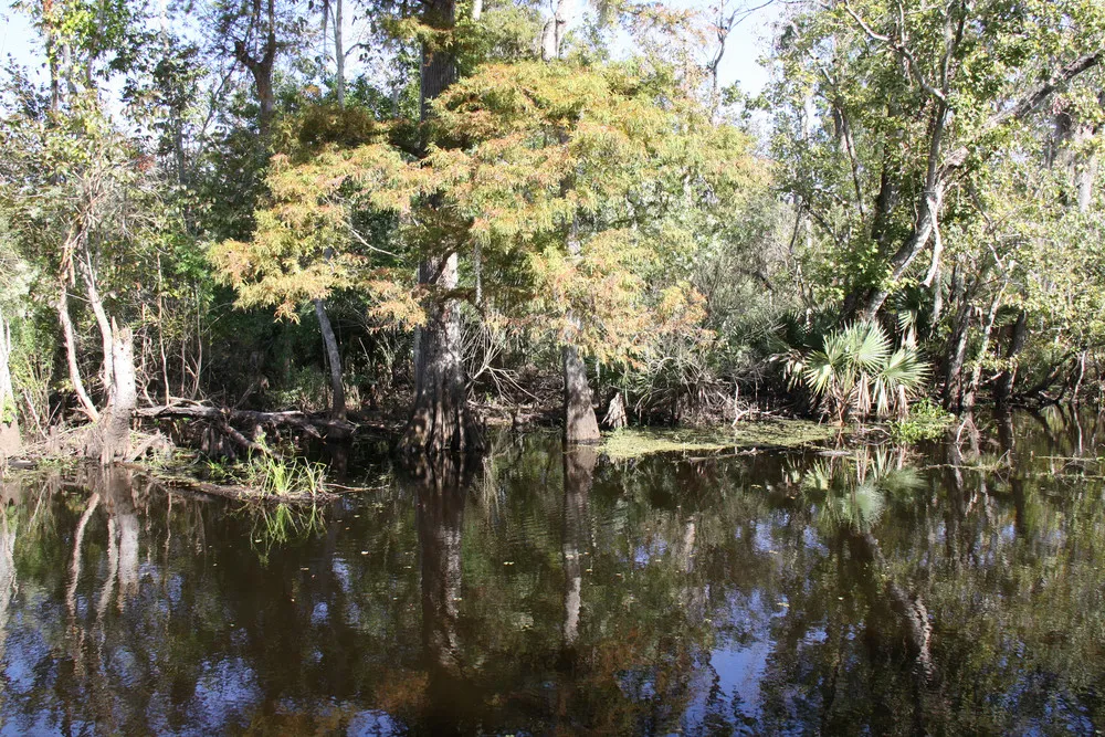 Louisiana Swamps