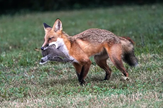 A fox carries a squirrel Wednesday, July 28, 2021, in Lutherville-Timonium, Md. (Photo by Julio Cortez/AP Photo)