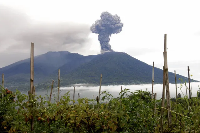 Mount Marapi spews volcanic materials during its eruption in Agam, West Sumatra, Indonesia, Monday, December 4, 2023. The volcano spewed thick columns of ash as high as 3,000 meters (9,800 feet) into the sky in a sudden eruption Sunday and hot ash clouds spread several miles (kilometers). (Photo by Ardhy Fernando/AP Photo)