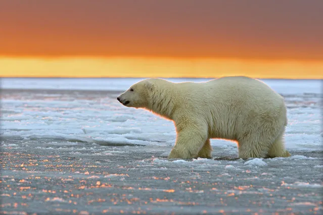 Theyre usually pictured against a bright white backdrop but this family of polar bears where bathed in a vibrant reds, yellows and oranges as they watched a glorious sunset in Alaska. (Photo by Sylvain Cordier/Caters News)