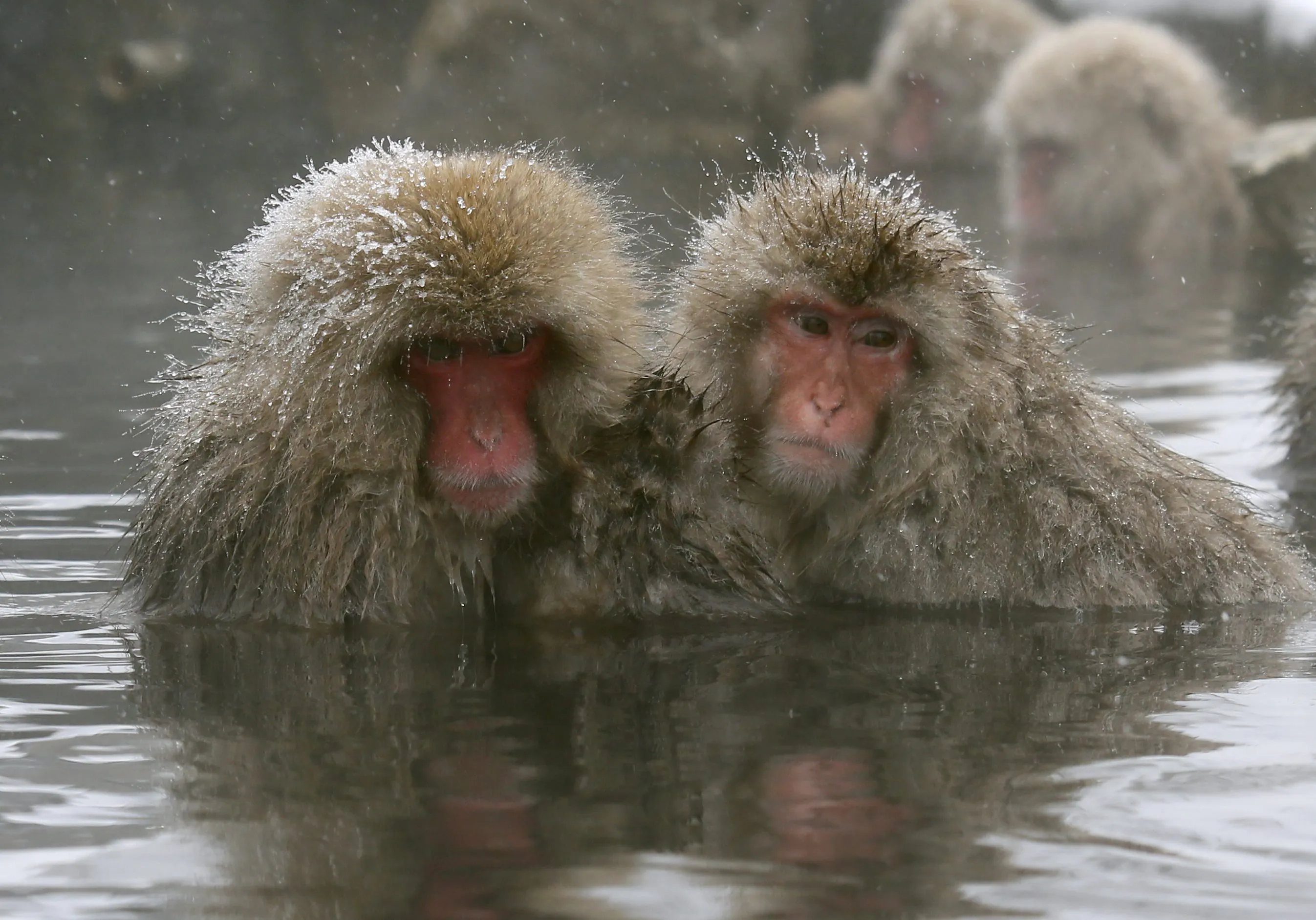 Обезьяна купается в теплой воде. Японские обезьяны. Обезьяны в термальных источниках. Обезьяна в горячем источнике. Японские макаки.