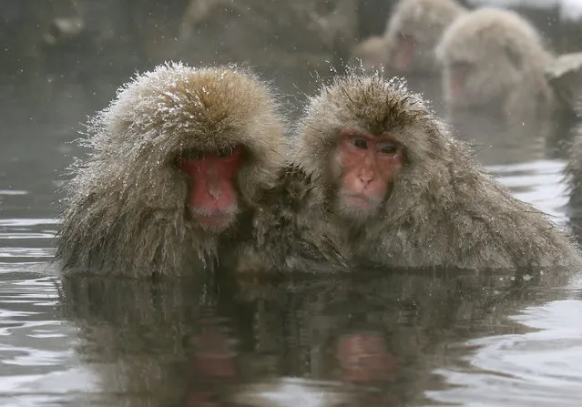 Japanese Macaque monkeys soak in the warmth of mountain hotsprings at Jigokudani Monkey Park, in Yamanouchi, central Japan, 19 January 2014. (Photo by Kimimasa Mayama/EPA)
