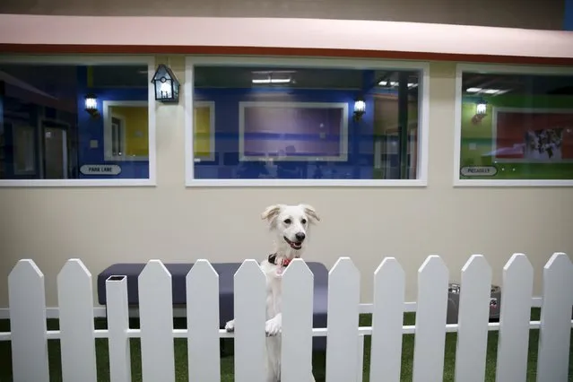 A dog plays inside an indoor park at My Second Home, a newly opened luxury pet resort and spa, in Dubai, April 24, 2015. (Photo by Ahmed Jadallah/Reuters)