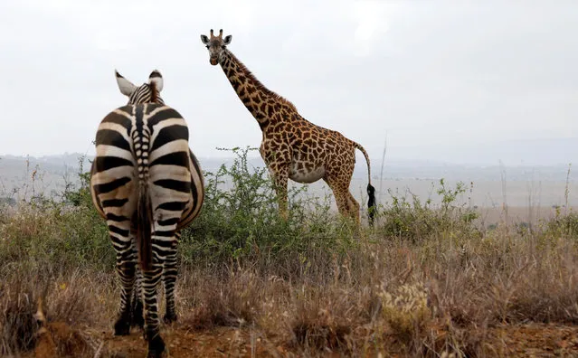 A zebra and a giraffe in the Nairobi national park, Kenya. (Photo by Feisal Omar/Reuters)