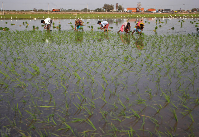 Farmers plant saplings in a paddy field on the outskirts of Ahmedabad, India, February 1, 2017. (Photo by Amit Dave/Reuters)