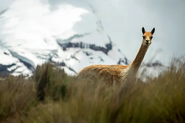 A vicuna roams at the foothill of the Chimborazo volcano, Ecuador's central Andes, on February 18, 2019. The Chimborazo and the Carihuairazo are two of the seven elevations that are losing their glacier coverage in Ecuador mainly due to the deforestation of the moorlands and burning of fossil fuels. (Photo by Pablo Cozzaglio/AFP Photo)