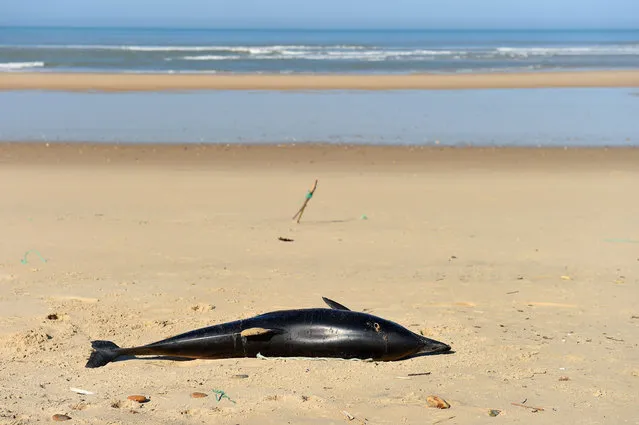 A dead dolphin lies on a beach of the Atlantic Ocean near Lacanau, southwestern France, on March 22, 2019. Over 1,100 beached dolphins have been recorded on the French Atlantic coast, mainly in the Vendee, Charente-Maritime and Gironde deprtments, according to the Pelagis Observatory, a marine mammal and seabird research laboratory based in La Rochelle. “We have dolphins arriving on the coast with marks, we can prove that it's accidental capture but we can not detect what fishing gear has contributed to this. We need to know exactly what it's happening”, said Willy Dabin of the Pelagis Observatory. (Photo by Nicolas Tucat/AFP Photo)