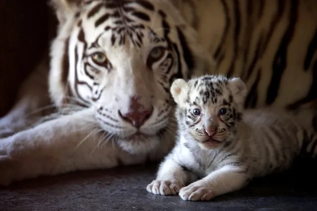 One of three newborn white Bengal tiger cubs is pictured with its mother in La Pastora Zoo in the municipality of Guadalupe, Mexico on April 25, 2019. (Photo by Daniel Becerril/Reuters)