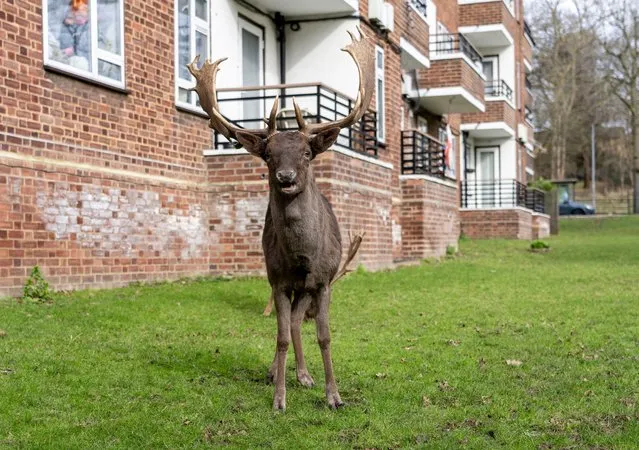 The grounds of Harold Hill housing estate near Romford, east London,  early March 2024 are a favourite with deer. (Photo by Jeff Moore/The Times)