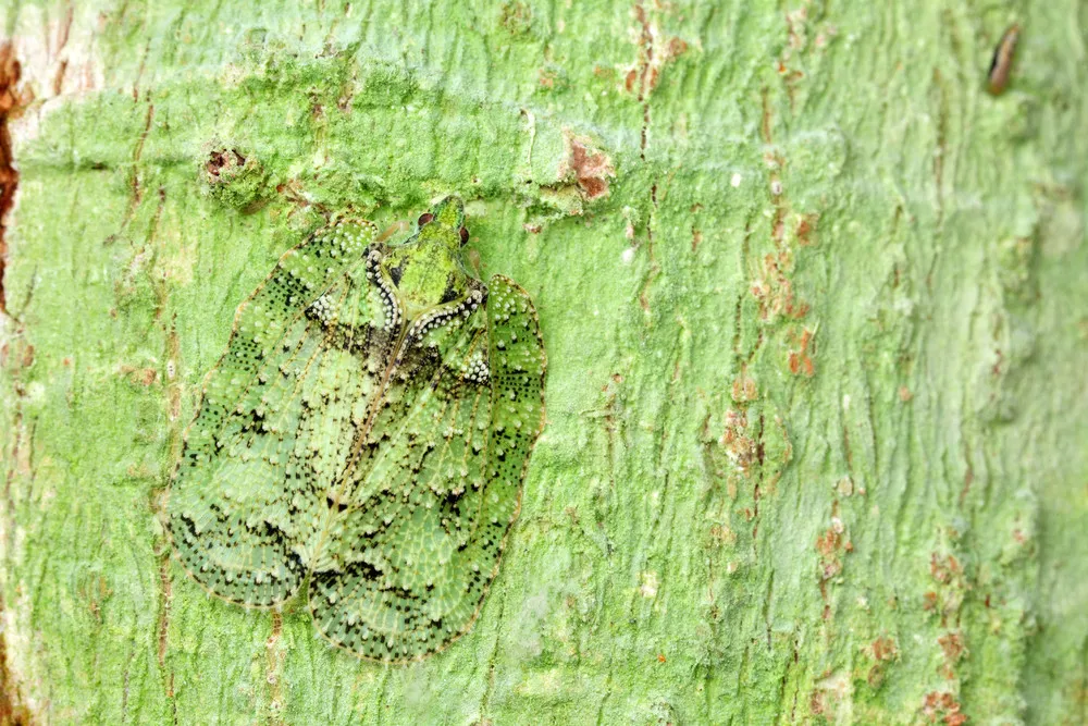 Camouflaged Insects