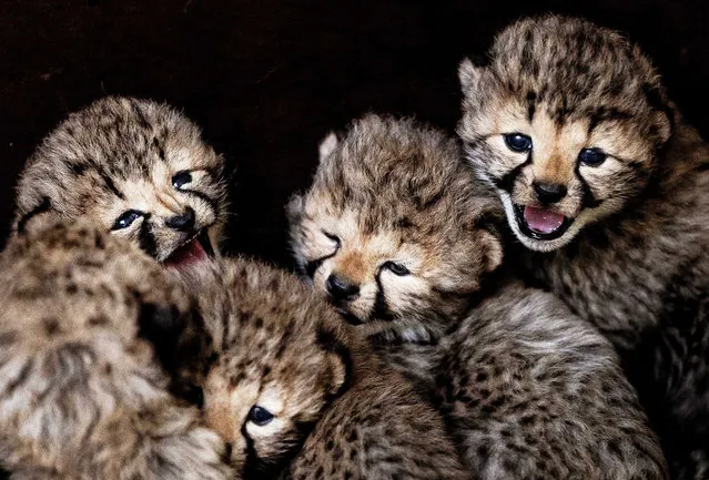 Five cubs from cheetah Kate in Safaripark Beekse Bergen, Hilvarenbeek, the Netherlands, 21 February 2017. The five were born on 01 February 2017. (Photo by Remko de Waal/EPA)