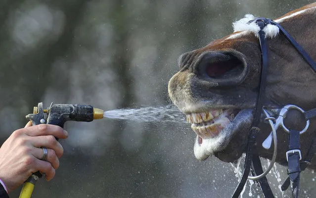 A horse is cooled down after racing during the Cheltenham Festival horse racing meet in Gloucestershire, western England March 12, 2014. The four-day Cheltenham Festival is a highlight of the annual jump racing calendar. (Photo by Toby Melville/Reuters)